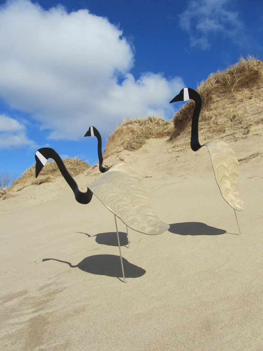 Florida Dancing Birds®, Canada Goose 1 Florida Dancing Birds®, Canada Goose