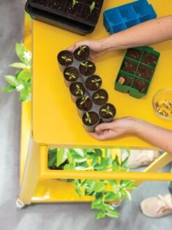 Sili-Seedlings® Seedling Tray, 10-Cell 9 Sili-Seedlings® Seedling Tray, 10-Cell -Outdoor Garden Supply Store 8611886 374 tif