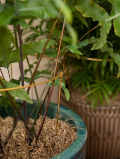 Brass Plated Grow Throughs, Set Of 2 9 Brass Plated Grow Throughs, Set Of 2 -Outdoor Garden Supply Store 8612661 0043