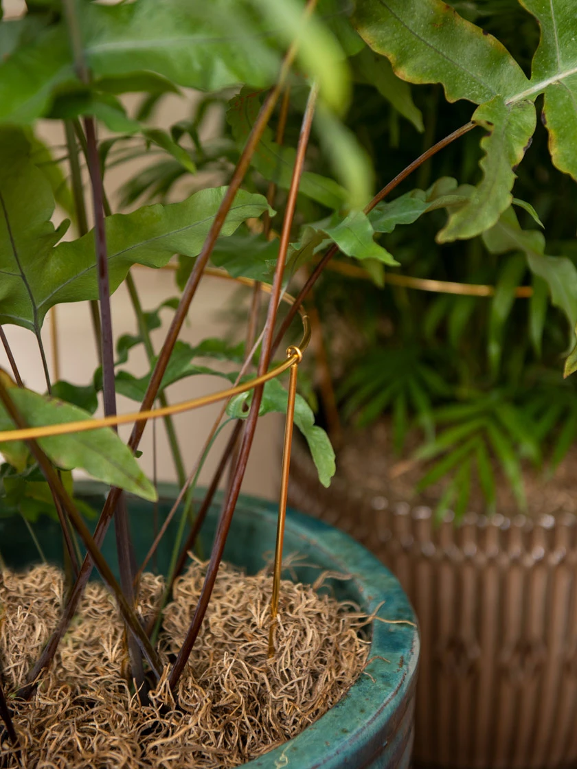 Brass Plated Grow Throughs, Set Of 2 4 Brass Plated Grow Throughs, Set Of 2 - Image 4