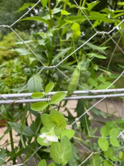 Chicken Wire Pea Trellis -Outdoor Garden Supply Store 8612718 7307