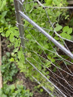 Chicken Wire Pea Trellis -Outdoor Garden Supply Store 8612718 7312