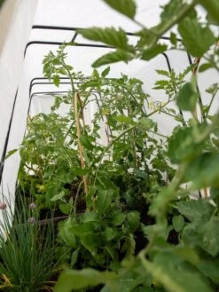 Cotton All Purpose Garden Cover 8 Cotton All Purpose Garden Cover -Outdoor Garden Supply Store 8612815 0039 tif