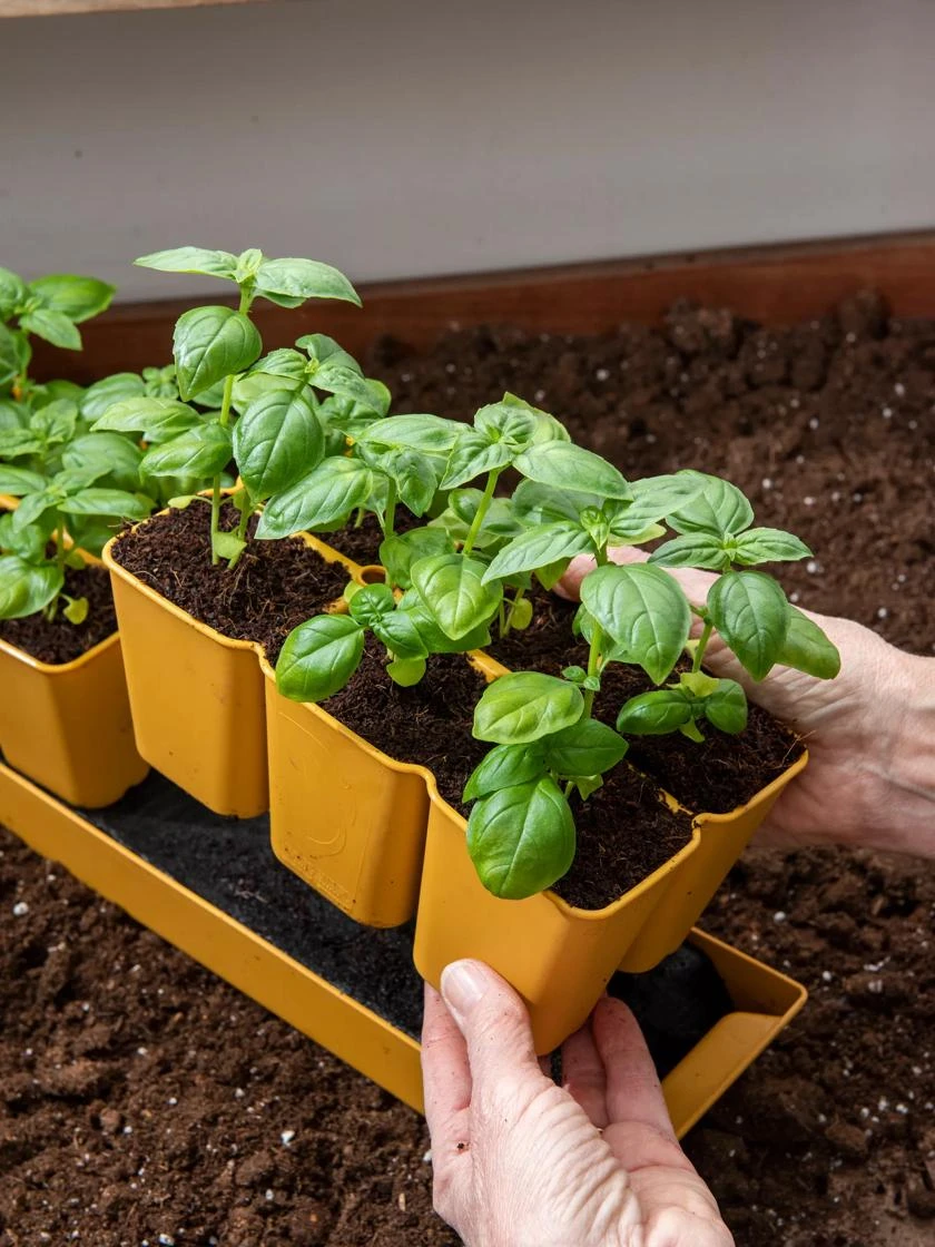 Gardener's Best® XL 6-Cell Planting Tray, Set Of 4 4 Gardener's Best® XL 6-Cell Planting Tray, Set Of 4 - Image 4