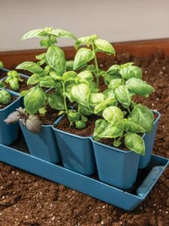 Gardener's Best® XL 6-Cell Planting Tray, Set Of 4 7 Gardener's Best® XL 6-Cell Planting Tray, Set Of 4 -Outdoor Garden Supply Store 8613031 6302