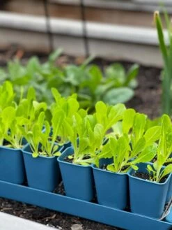 Gardener's Best® XL Seed Starting Kit 13 Gardener's Best® XL Seed Starting Kit -Outdoor Garden Supply Store 8613066 01TEST