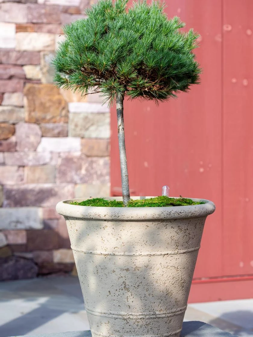 Self-Watering LavaStone® Anson Pot 2 Self-Watering LavaStone® Anson Pot - Image 2