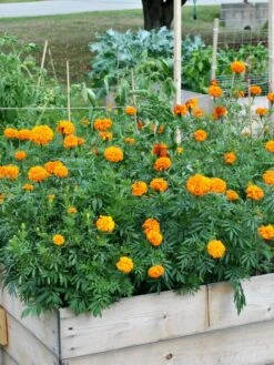 SeedSheets Organic Vegetable Garden, Easy Breezy Caprese, 4' X 8' -Outdoor Garden Supply Store 8613295 04V