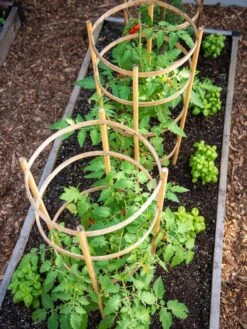 Bamboo Tomato Cages, Set Of 3 -Outdoor Garden Supply Store 8613426 6916