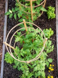Bamboo Tomato Cages, Set Of 3 -Outdoor Garden Supply Store 8613426 6921