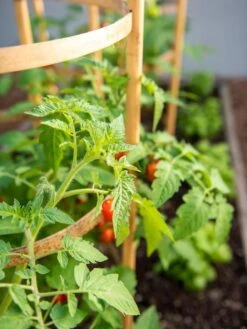 Bamboo Tomato Cages, Set Of 3 -Outdoor Garden Supply Store 8613426 6934