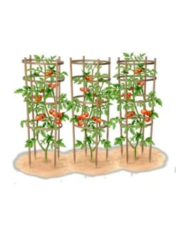 Bamboo Tomato Cages, Set Of 3 -Outdoor Garden Supply Store 8613426 art