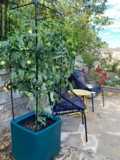 Oasis Self-Watering Tomato Planter With Trellis -Outdoor Garden Supply Store 8613440 01IN