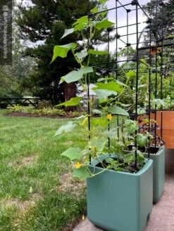 Oasis Self-Watering Tomato Planter With Trellis -Outdoor Garden Supply Store 8613440 02TEST