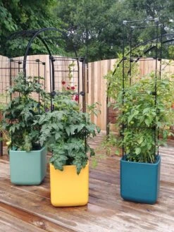 Oasis Self-Watering Tomato Planter With Trellis