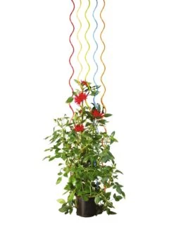 Rainbow Spiral Supports, Set Of 5 13 Rainbow Spiral Supports, Set Of 5 -Outdoor Garden Supply Store GS36377 03S tif