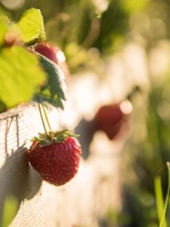 3-Tier Strawberry Bed 7 3-Tier Strawberry Bed -Outdoor Garden Supply Store Strawberry3 3167 tif