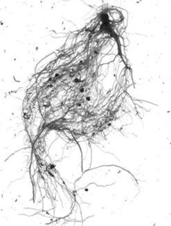 GrowLab® Compact Tabletop Light Garden With Classroom Guide 10 GrowLab® Compact Tabletop Light Garden With Classroom Guide -Outdoor Garden Supply Store gstrootscan 01
