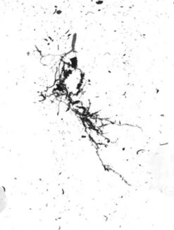 GrowLab® Compact 3-Tier Light Garden With Classroom Guide -Outdoor Garden Supply Store gstrootscan 02 1